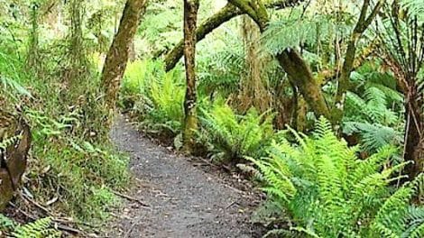 Mt Dandenong Walks