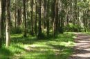 Sunlit forest trail with tall trees and green foliage in the Dandenong Ranges.
