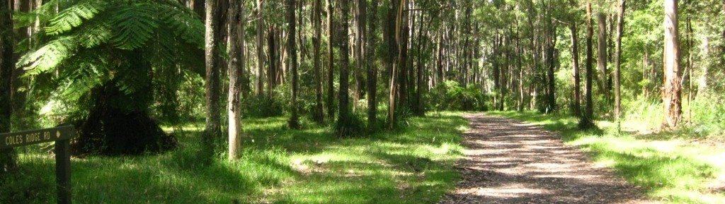 Sunlit forest trail with tall trees and green foliage in the Dandenong Ranges.