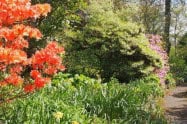 Pathway through lush garden with colourful flowers and green trees at George Tindale Memorial Garden.