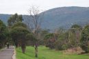 A scenic view of a walking trail through a lush forested area near Ferny Creek.