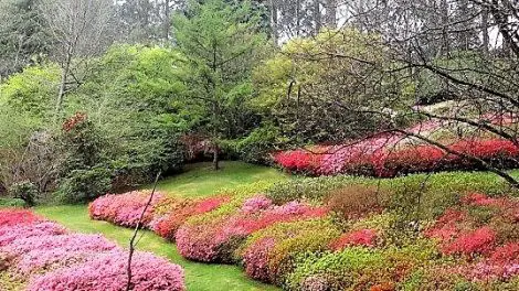 National Rhododendron Gardens