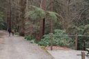 Walking trail through a forested area with benches and a railing on the side.