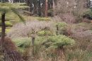 Lush green garden with various trees and shrubs in a natural setting.