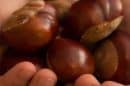 Close-up of a child's hand holding several chestnuts.