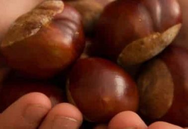 Kalorama Chestnut Festival