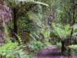 Dandenong-ranges-national-park-e1519308856754