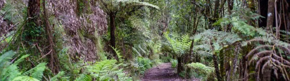 Dandenong-ranges-national-park-e1519308856754