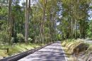 Tree-lined walking trail through a lush forest in the Dandenong Ranges.