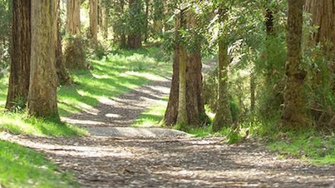 Eastern Sherbrooke Forest Walk