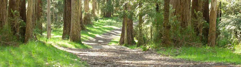 Eastern Sherbrooke Forest Walk