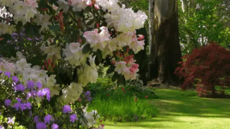 Ferny Creek Horticultural Society Garden