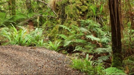 Living Bush Nature Walk