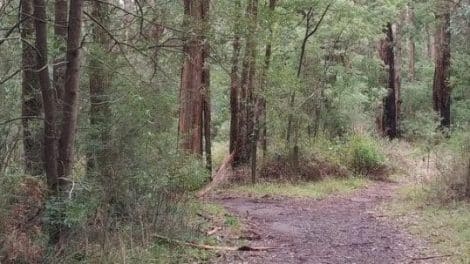 Grey Gum Track Walk