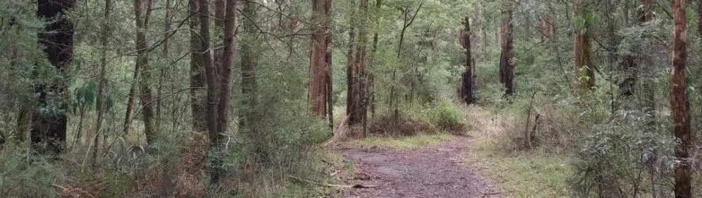 Grey Gum Track Walk