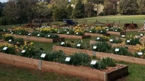 Hancock’s Daffodils