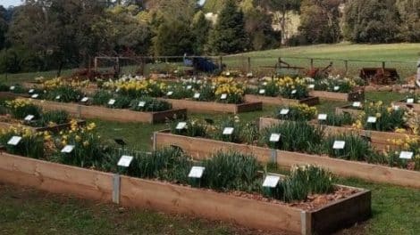 Hancock’s Daffodils