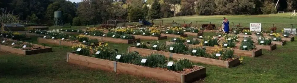 Hancock’s Daffodils