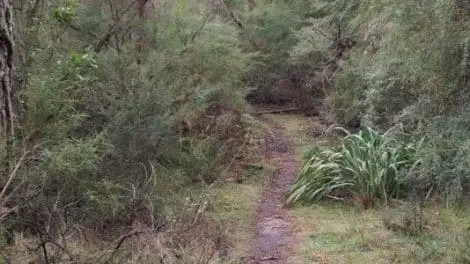 Olinda Creek Walking Track