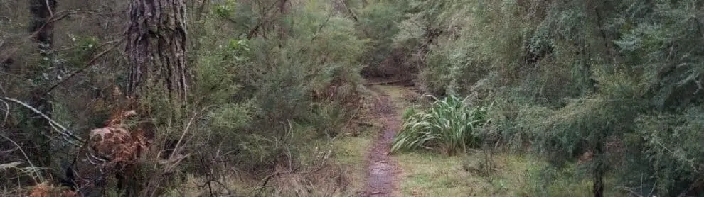Olinda Creek Walking Track