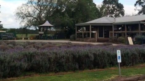 Warratina Lavender Farm