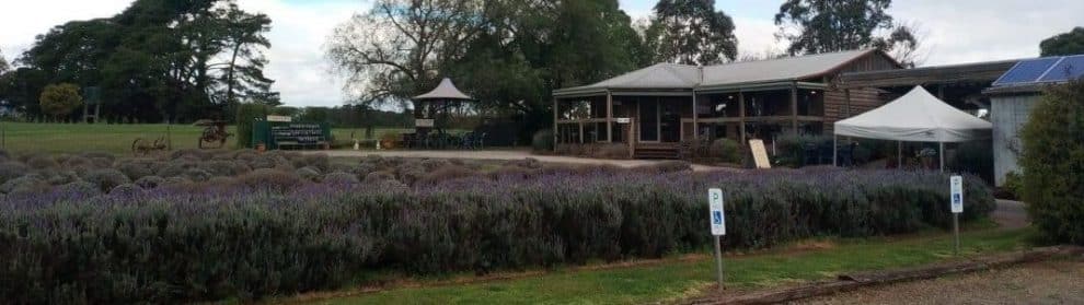 Warratina Lavender Farm