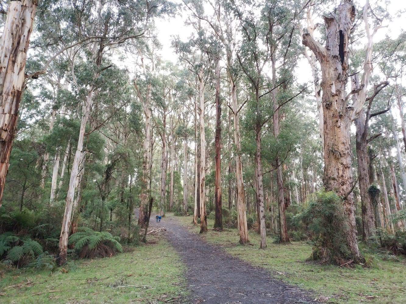 Dandenong Ranges National Park Dogs