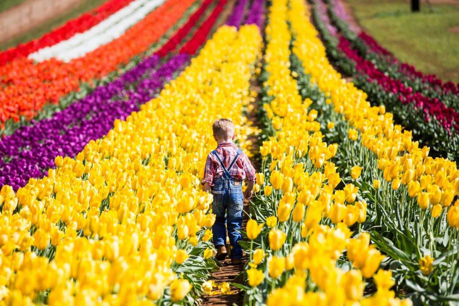 Tesselaar Tulip Festival 2024 Dates Calendar, Times & Tickets, Silvan