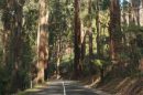 A forest scene with tall trees and a narrow dirt path in a natural setting.