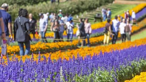 Tesselaar Kabloom Festival Of Flowers