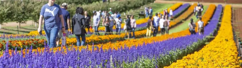 Tesselaar Kabloom Festival Of Flowers