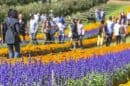 Visitors walking through colourful flower fields at Tesselaar KaBloom Festival of Flowers.