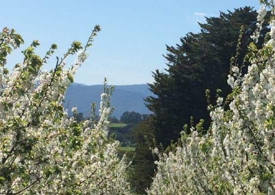 Cherryhill Blossom Festival