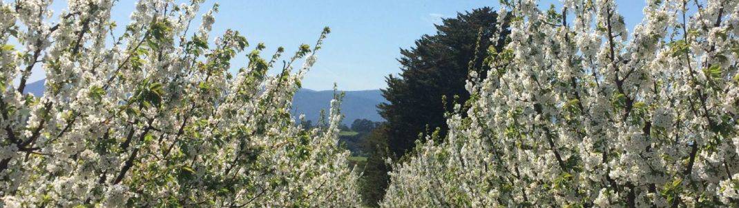 Cherry blossom trees in full bloom at the CherryHill Blossom Festival.