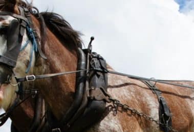 Draught Horse & Yesteryear Festival