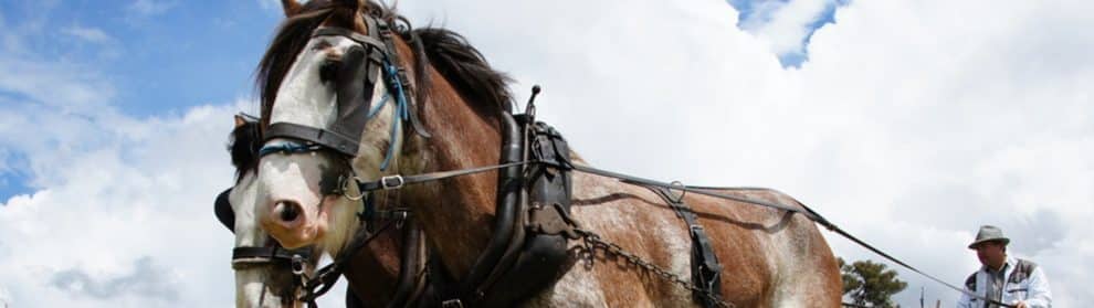 Draught Horse & Yesteryear Festival