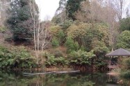 Serene pond surrounded by trees and bushes in a garden setting in Victoria, Australia.
