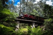 Vintage train crossing a forest bridge in the Dandenong Ranges, Victoria.