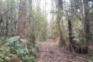 Forest trail with tall trees and green foliage in the Dandenong Ranges.
