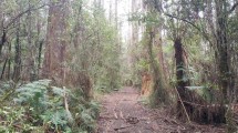 Forest trail with tall trees and green foliage in the Dandenong Ranges.