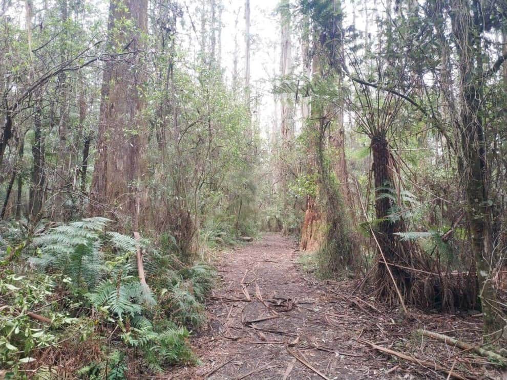 Forest trail with tall trees and green foliage in the Dandenong Ranges.